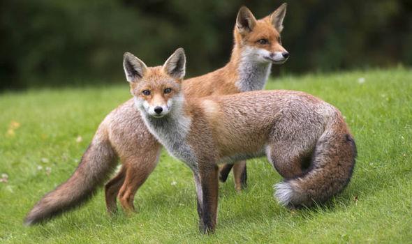The picture of two foxes